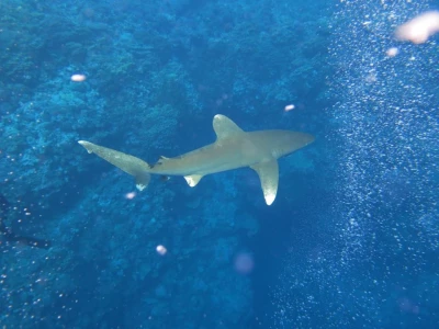 Egypt - Deadalus Safari 2015