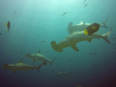 Kolumbia - Malpelo 2017